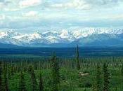 Bosques vírgenes