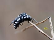 Thyreus histrionicus