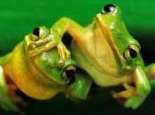 fábula ranas