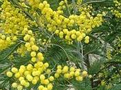 Acacias