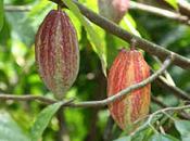 Cacao