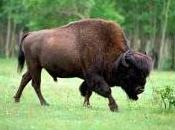 liqui-liqui galia bisonte, postrer primero