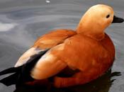 Tarro canelo-tadorna ferruginea-ruddy shelduck