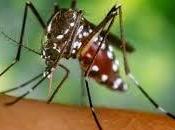 Brasil: virus chikungunya veces infeccioso.
