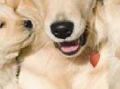 Enfermedad post parto afecta perritas