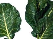 Berza, poderoso alimento.