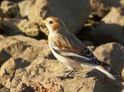 ESCRIBANO NIVAL (Plectrophenax nivalis) SANTOÑA