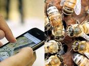 teléfonos móviles están matando abejas