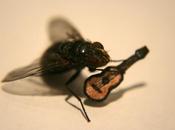 vuelo mosca
