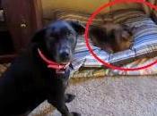 gatos cama perros