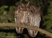 Alilicucú común (Tropical Screech-Owl) Megascops choliba