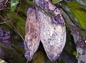 cacao agota nivel mundial. hongo, sequía chinos tienen culpa