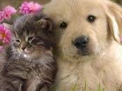 Abandono animales