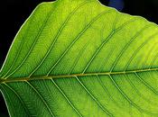 Fase luminosa fotosintesis