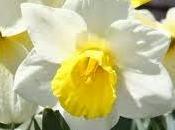 Bulbos otoño: narciso