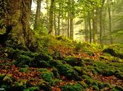 Bosque, "belleza natural"