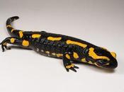 desarrolla guante escalada tecnología inspirada salamandras