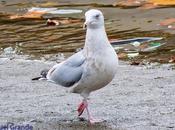 Gaviota argéntea americana-Larus smithsonianus(Ondarroa)