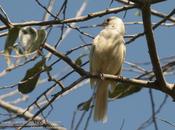 Fiofío copetón (Yellow-bellied Elaeni) Elaenia flavogaster leucismo completo