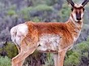 misterioso exceso velocidad antílope americano