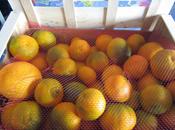 Naranjas campanero, naranjas confitadas