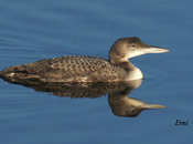 Última hora marisma