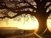 Sombra tarde