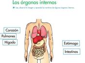 Órganos internos. Aparato respiratorio aparato circulatorio: grado