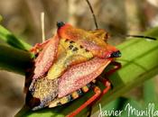 Carpocoris fuscipinus (Chinche escudo)