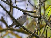 CURRUCA CAPIROTADA (Sylvia atricapilla)