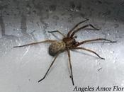 Tegenaria doméstica