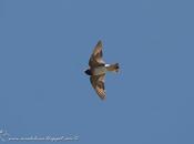 Golondrina rabadilla canela (Cliff Swallow) Petrochelidon pyrrhonota