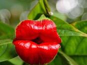 Lips