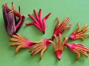Devil´s Hand Tree