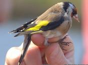 CARCAR: Carduelis carduelis, (♀).