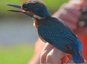 ALCATT: Alcedo atthis