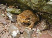 Sapo común. Tizi Oussem, alto Atlas marroquí
