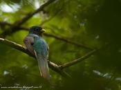 Surucuá amarillo (Black-throated Trogon) Trogon rufus