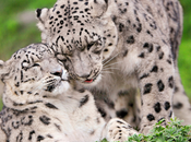 leopardo nieves
