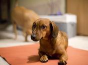 Formas usar manta enseñanza perro