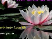 Vivir como flores