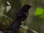 Batará negro (White shouldered Fire-Eye) Pyriglena leucoptera