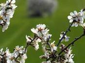 Almendro (Prunus dulcis)