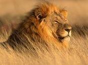León, especie amenazada