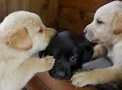 Perros Labradores adaptarán familia
