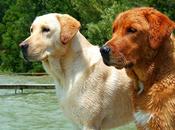 Como perro Labrador Retriever
