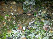 Salir censar anfibios encontrar animal vivo antiguo Planeta Exit number amphibians find oldest living earth.