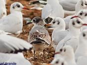 Gaviota Franklin Pipizcán-Larus pipixcan-Franklin´s gull