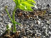 Resiliencia: Conviértete fénix