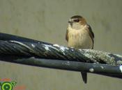 Casi cuarenta especies aves salir casa